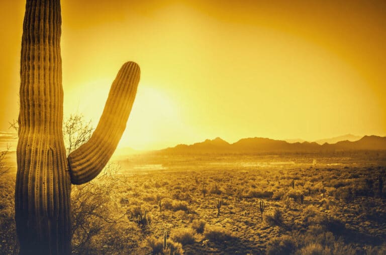photo of a cactus in the arizona desert